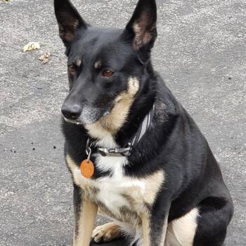 Cooper (and Lucy) -  German Shepherd Dog Dog for Adoption in De Soto, Kansas - Cooper (and Lucy) | PetCurious