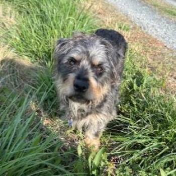 Silky Terrier Dogs Available for Adoption in Wake Forest, North Carolina - Lucy Mae | PetCurious