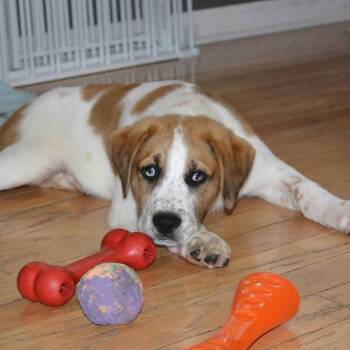 Labrador Retriever and Mixed Breed Dogs Available for Adoption in Shorewood, Illinois - Elvis | PetCurious