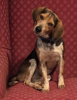 Beagle Dogs Available for Adoption in Brookville, Pennsylvania - Jack | PetCurious