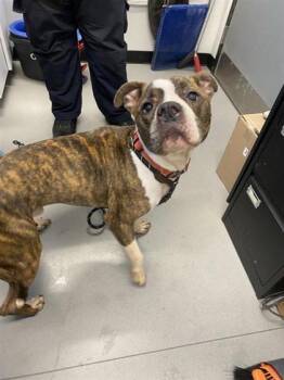 Rescue Mixed Breed Dogs for Adoption in West Chester, Pennsylvania - Puddles | PetCurious