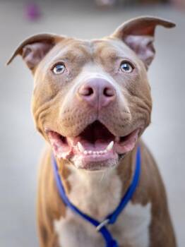 Autumn -  Mixed Breed Dog for Adoption in Chamblee, Georgia - Autumn | PetCurious