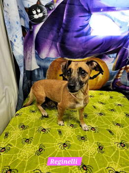 Rescue Rat Terrier Dogs for Adoption in Metairie, Louisiana - Reginelli | PetCurious