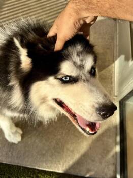 Storm -  Siberian Husky and Mixed Breed Dog for Adoption in Wichita, Kansas - Storm | PetCurious