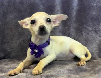 Rescue Terrier and Chihuahua Dogs for Adoption in Lodi, California - Hope | PetCurious