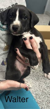 Rescue Mixed Breed Dogs for Adoption in Union Beach, New Jersey - Walter | PetCurious