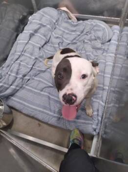 Rescue Mixed Breed Dogs for Adoption in West Chester, Pennsylvania - Fruity Pebbles | PetCurious