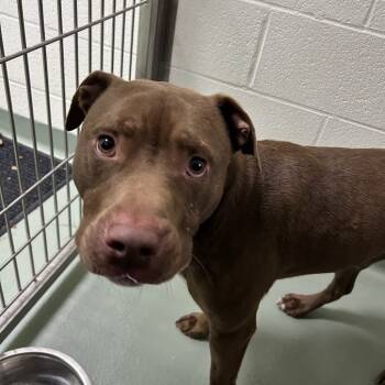 Rescue Pit Bull Terrier Dogs for Adoption in Lyndhurst, Virginia - Momo | PetCurious