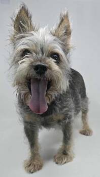Rescue Miniature Schnauzer and Terrier Dogs for Adoption in New York, New York - Lola | PetCurious