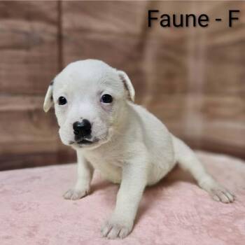 Pit Bull Terrier and Mixed Breed Dogs Available for Adoption in Griswold, Connecticut - Faune | PetCurious