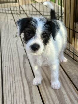 Terrier Dogs Available for Adoption - Gayle Bob’s Burgers | PetCurious