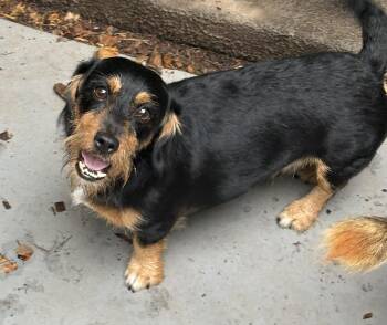 PeeWee -  Wirehaired Dachshund Dog for Adoption in Chalfont, Pennsylvania - PeeWee | PetCurious