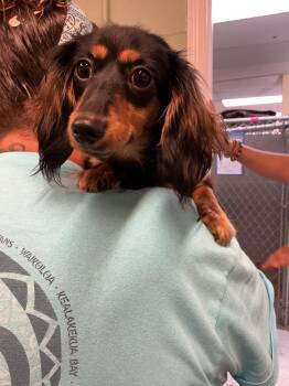 Chloe -  Mixed Breed Dog for Adoption in Dyersburg, Tennessee - Chloe | PetCurious