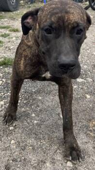 Mastiff Dogs Available for Adoption in Doral, Florida - ROSIE | PetCurious