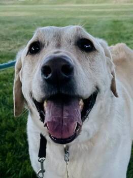 Happy Hank -  Labrador Retriever Dog for Adoption in Salt Lake City, Utah - Happy Hank | PetCurious