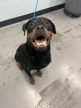 Nala -  Rottweiler Dog for Adoption in Sacramento, California - Nala | PetCurious