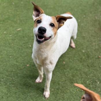 Tory -  Terrier and Mixed Breed Dog for Adoption in Brownsboro, Alabama - Tory | PetCurious
