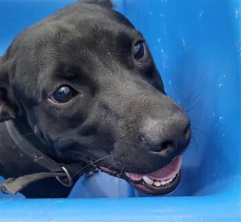 Rescue Mixed Breed Dogs for Adoption in Dallas, Texas - APOLLO | PetCurious