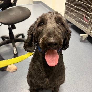 Atlas -  Golden Retriever and Standard Poodle Dog for Adoption in Saint Joseph, Missouri - Atlas | PetCurious
