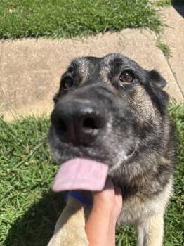 A476468 -  German Shepherd Dog Dog for Adoption in Oklahoma City, Oklahoma - A476468 | PetCurious