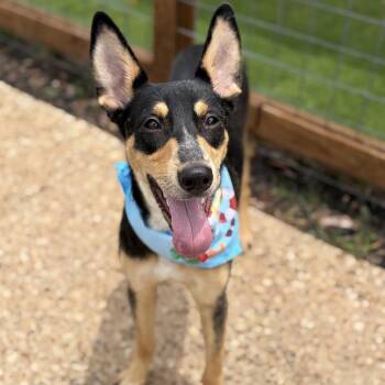 Raven 26-05-184 -  Australian Kelpie and None Dog for Adoption in Bastrop, Texas - Raven 26-05-184 | PetCurious