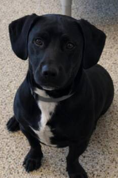 Kylo -  Dachshund Dog for Adoption in Hot Springs, South Dakota - Kylo | PetCurious