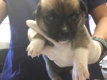ROYAL -  German Shepherd Dog and Mixed Breed Dog for Adoption in Riverside, California - ROYAL | PetCurious