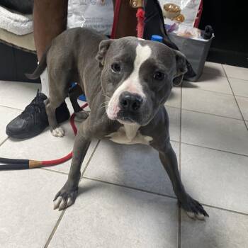 Carli -  Mixed Breed Dog for Adoption in Savannah, Georgia - Carli | PetCurious