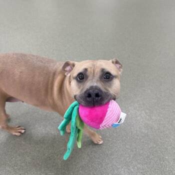 Athena -  Pit Bull Terrier Dog for Adoption in Chicago, Illinois - Athena | PetCurious