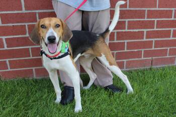 Flicker -  Treeing Walker Coonhound Dog for Adoption in Burgaw, North Carolina - Flicker | PetCurious