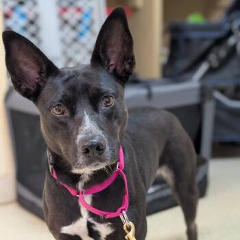Melody -  Cattle Dog Dog for Adoption in Riverwoods, Illinois - Melody | PetCurious