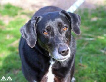 Labrador Retriever and Mixed Breed Dogs Available for Adoption in Lowell, Massachusetts - Leila | PetCurious