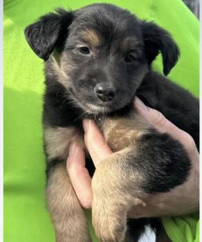 Rescue Mixed Breed Dogs for Adoption in Larkfield-wikiup, California - Everly | PetCurious