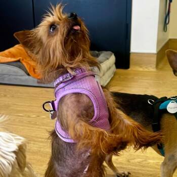 Yorkshire Terrier Dogs Available for Adoption in San Francisco, California - Treasure Island 14098 | PetCurious
