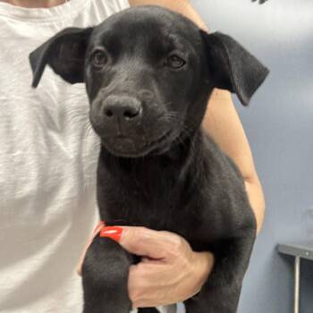 Chi Chi -  Australian Shepherd Dog Available for Adoption in Washington, District Of Columbia - Chi Chi | PetCurious