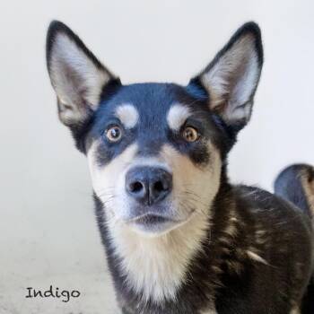 Husky Dogs Available for Adoption - Indigo | PetCurious