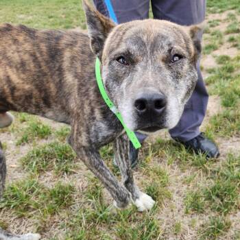 Rescue Australian Cattle Dog Blue Heeler and Pit Bull Terrier Dogs for Adoption in Fort Wayne, Indiana - Thor | PetCurious