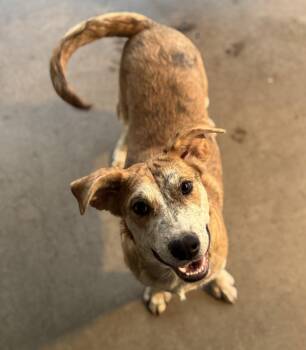 Catahoula Leopard Dog Dogs Available for Adoption - Bingo | PetCurious