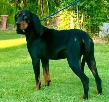 Odin (NC) -  Black And Tan Coonhound Dog for Adoption - Odin (NC) | PetCurious