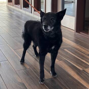 Bennet -  Cattle Dog and Mixed Breed Dog for Adoption in Reno, Nevada - Bennet | PetCurious