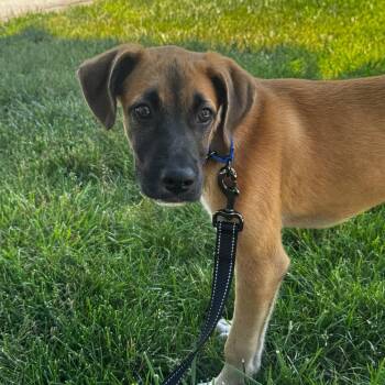 Iris -  Mixed Breed Dog for Adoption in Wheeling, Illinois - Iris | PetCurious