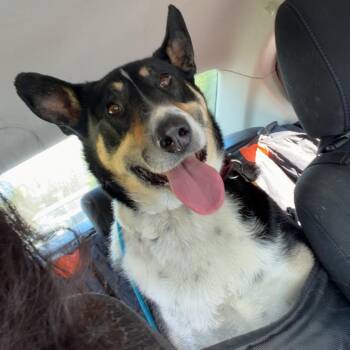 Smooth Collie Dogs Available for Adoption in Bartlett, Tennessee - Apollo (Finn) | PetCurious