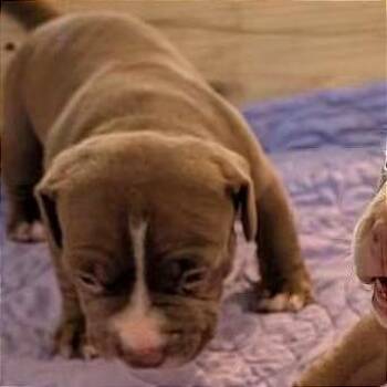 Caesar -  Pit Bull Terrier Dog for Adoption in Milan, Illinois - Caesar | PetCurious