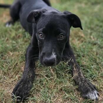 Rescue Labrador Retriever and Black Labrador Retriever Dogs for Adoption in Warren, Rhode Island - Maddie | PetCurious