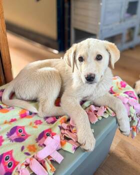 Labrador Retriever Dogs Available for Adoption in Calgary, Alberta - Amelia Bones | PetCurious