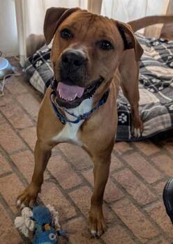 BOBBY -  Rhodesian Ridgeback and Mixed Breed Dog for Adoption in Albuquerque, New Mexico - BOBBY | PetCurious