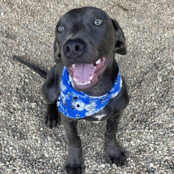 Flash -  Weimaraner Dog for Adoption in Lacon, Illinois - Flash | PetCurious