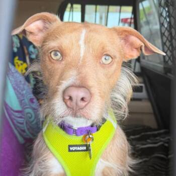 Rupert D11514 -  Terrier and Wirehaired Terrier Dog for Adoption - Rupert D11514 | PetCurious