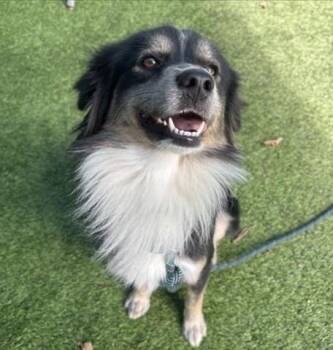 Hutch -  Australian Shepherd Dog for Adoption in Los Angeles, California - Hutch | PetCurious