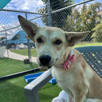 Rescue Terrier and Mixed Breed Dogs for Adoption in La Grange, Kentucky - Tilly (Fox) | PetCurious